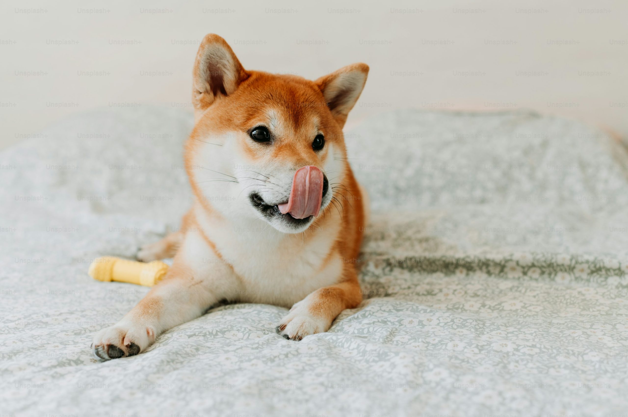 Shiba Inu