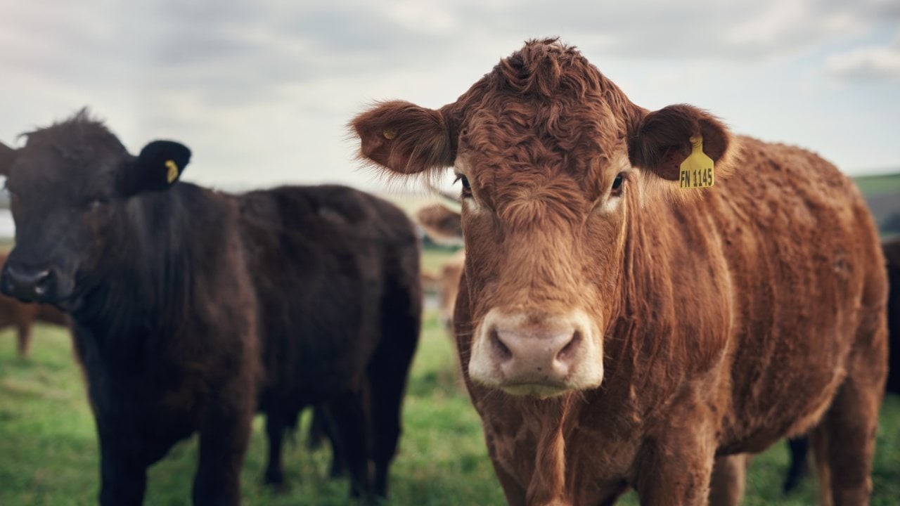 How Tokenized Cows Are Revolutionizing Agricultural Finance in Brazil – Bitcoin News