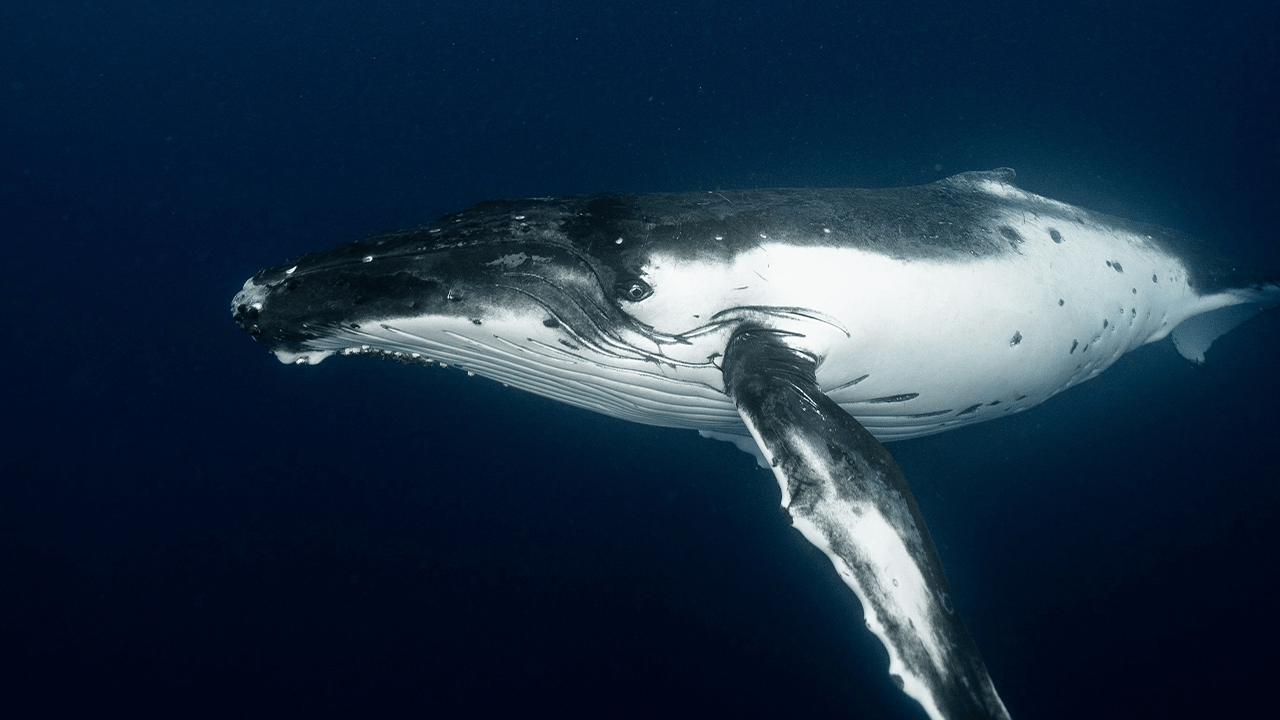 Satoshi-Era Bitcoin Whale Awakens, Moves $48M in Vintage BTC